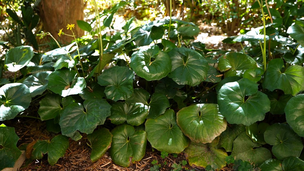 Get It Growing: Ligularia plants keep landscapes green during winter